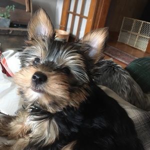 Meet your Posher, Carter